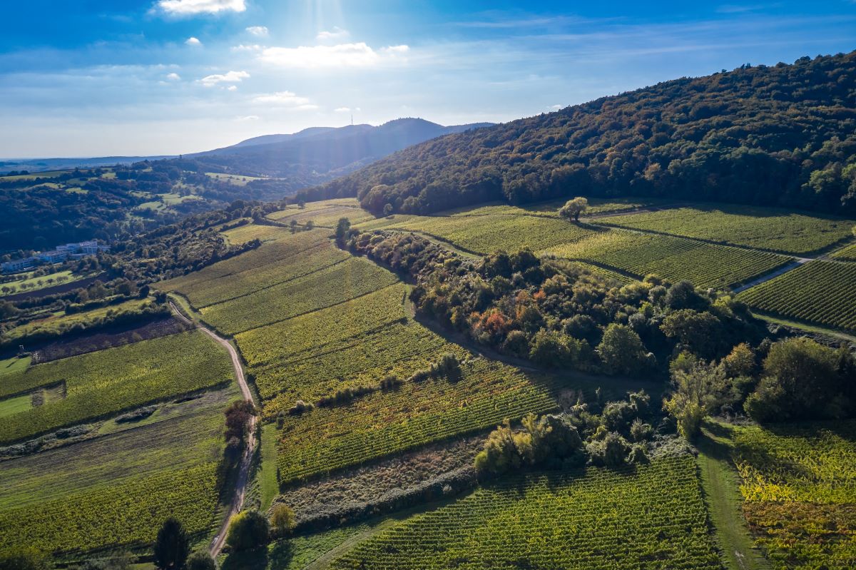 Bild: Landschaft rund um das Weingut genießen