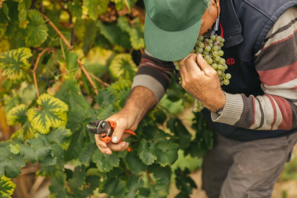 Mit vollem Einsatz im Weinberg